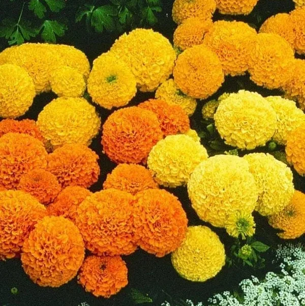 Œillet d’Inde africain Marvel II™ Mélange F1 ( Tagetes erecta )