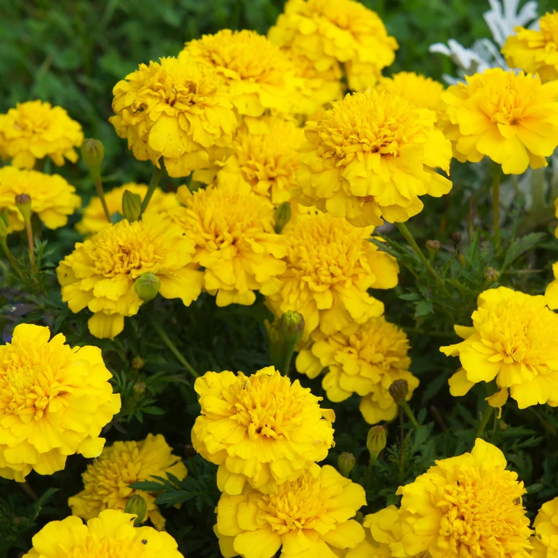 Œillet d’Inde français Bonanza™ Yellow ( Tagetes patula )