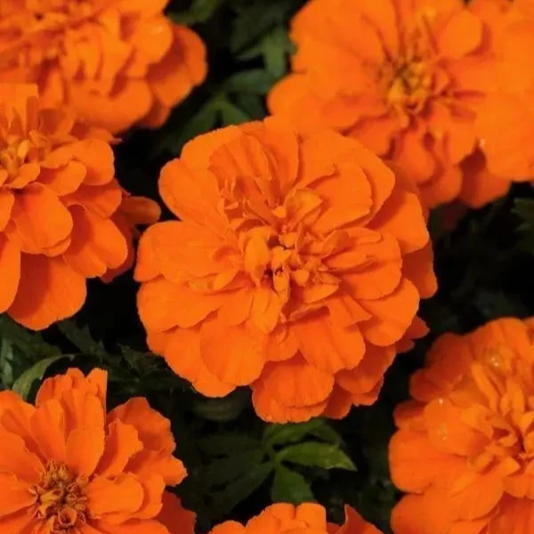 Œillet d’Inde français Bonanza™ Deep Orange ( Tagetes patula )
