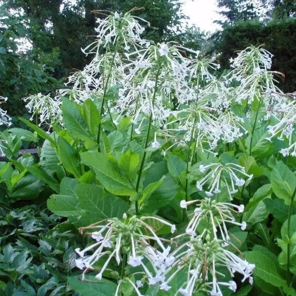 Nicotine Only the Lonely ( Nicotiana sylvestris )
