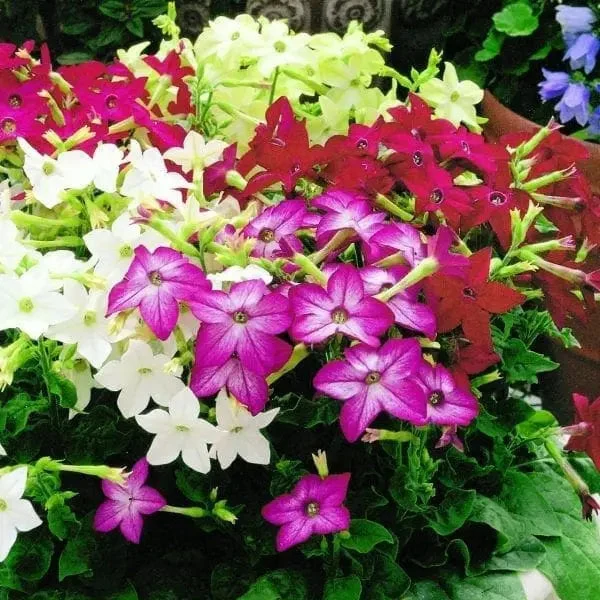 Nicotine Saratoga™ Mélange F1 ( Nicotiana alata )