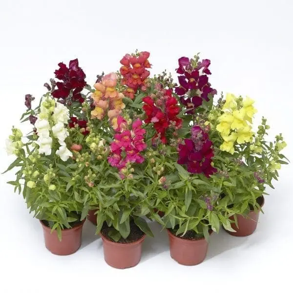 Muflier Snaptini™ Mélange F1 ( Antirrhinum majus )
