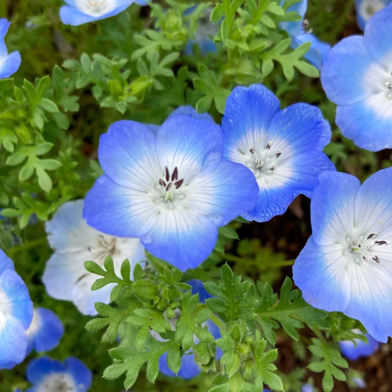 Némophile Baby Blue Eyes ( Nemophila insignis )