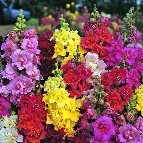 Muflier Mme Butterfly™ Mélange F1 ( Antirrhinum majus )