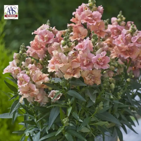 Muflier Twinny™ Peach F1 ( Antirrhinum majus )