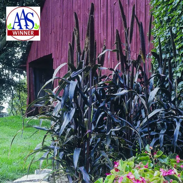 Millet ornemental Purple Majesty ( Pennisetum glaucum )