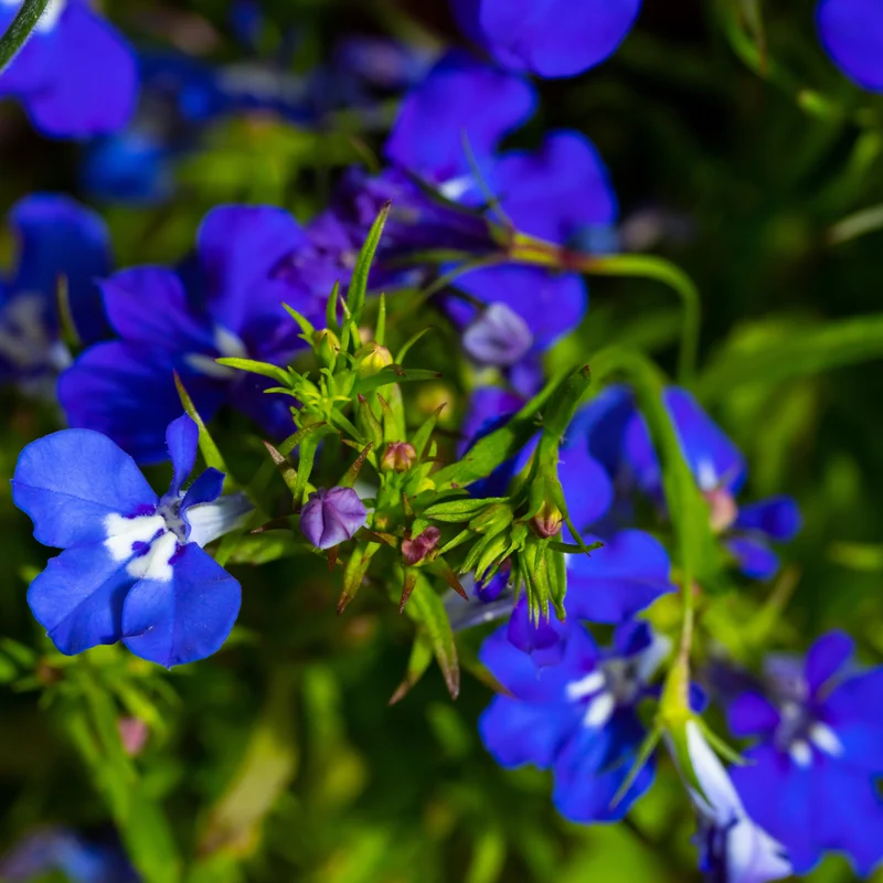 Lobélie Regatta Midnight Blue ( Lobelia erinus pendula )
