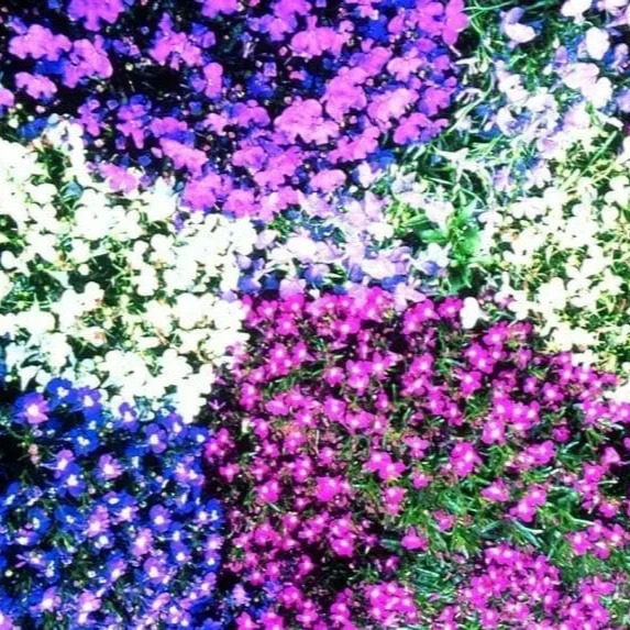 Lobélie Riviera Mélange ( Lobelia erinus compacta )