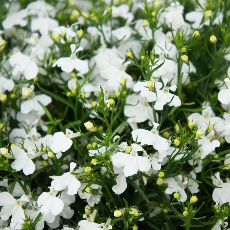 Lobélie Regatta White ( Lobelia erinus pendula )