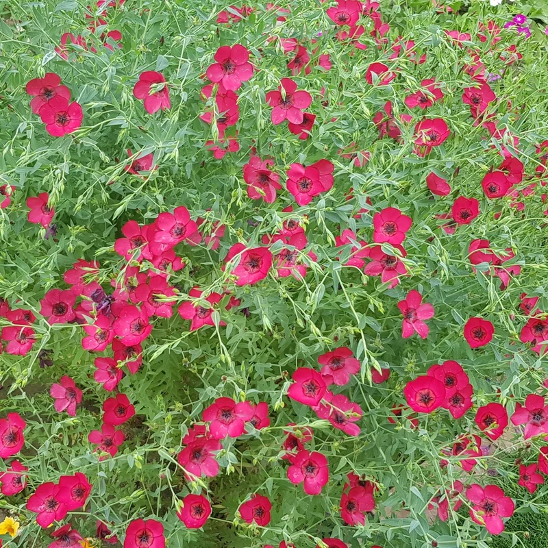 Lin Rubrum ( Linum grandiflorum )