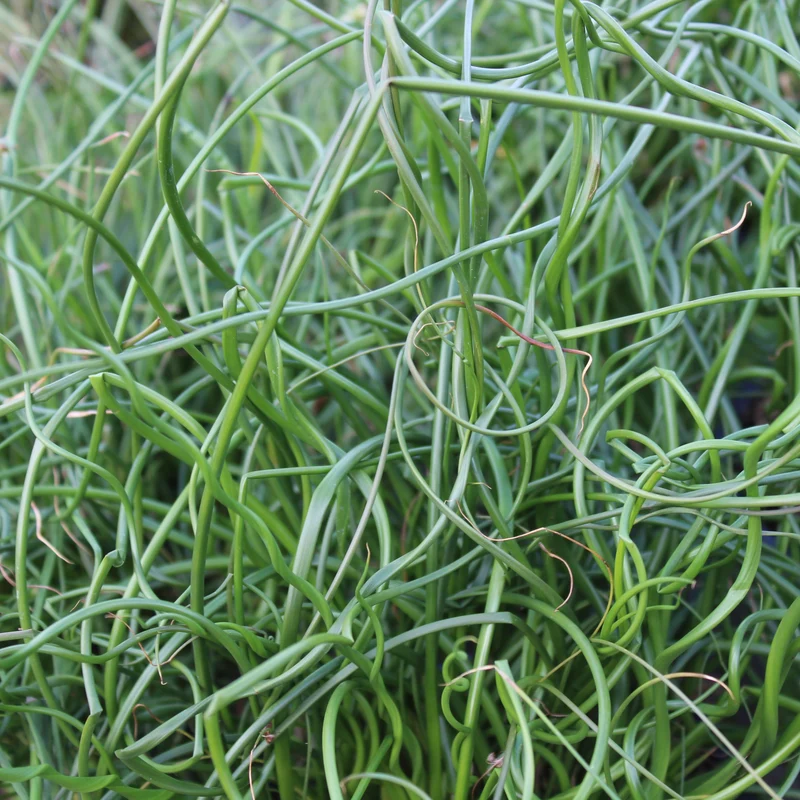 Juncus Twisted Arrow Fuseables ( Juncus Fuseables )