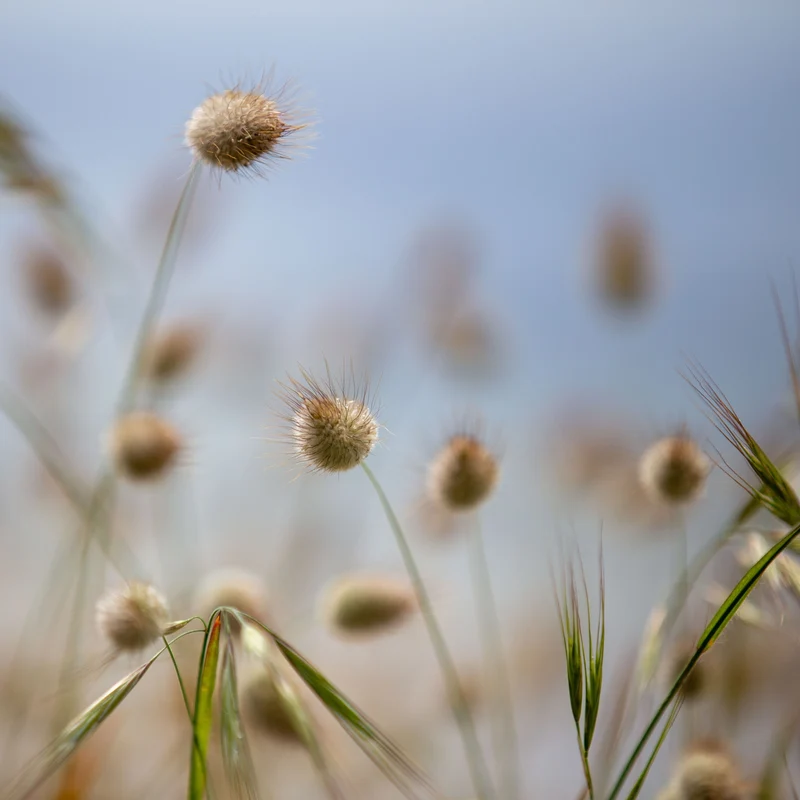 Lagurus Bunny Tail ( Lagurus ovatus )