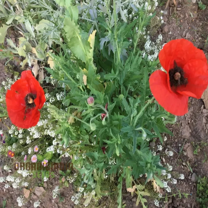 Poppy Red Indian Flower Seeds, Vibrant Blooms, Easy-to-Grow, Perfect for Gardens