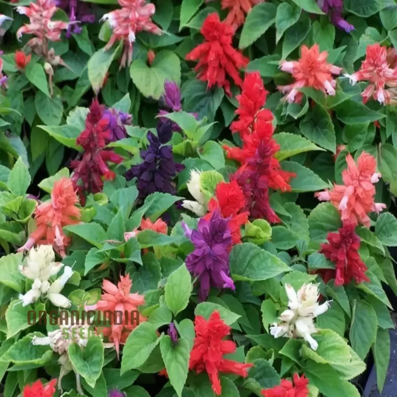 Salvia Dwarf Reddy Formula Mixed Seeds – Compact Hybrid Variety for Vibrant Garden Blooms