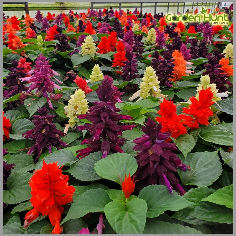 Salvia Dwarf Reddy Formula Mixed Seeds – Compact Hybrid Variety for Vibrant Garden Blooms