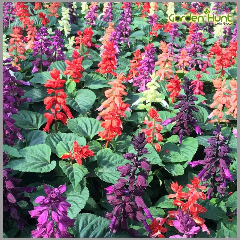 Salvia Dwarf Reddy Formula Mixed Seeds – Compact Hybrid Variety for Vibrant Garden Blooms