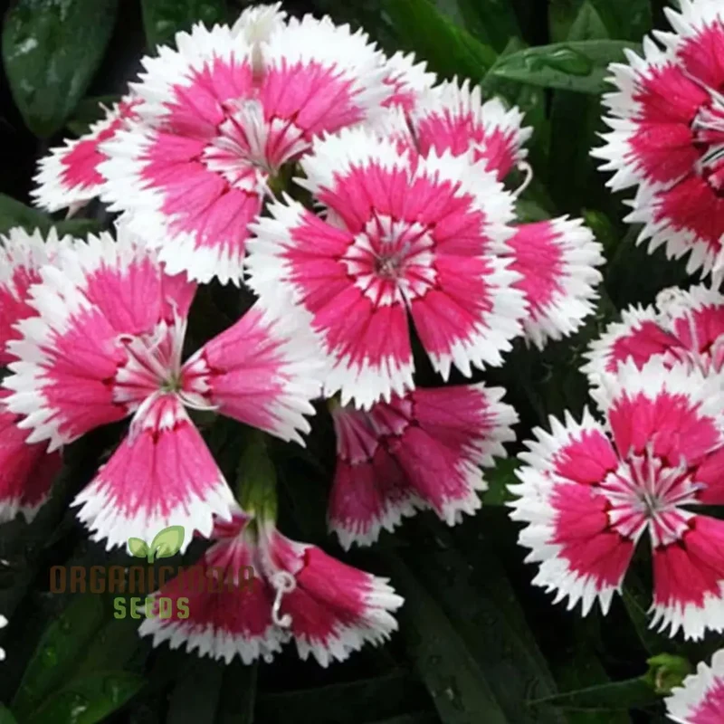 Dianthus F-1 Grace Double Mixed (Hybrid) Flower Seeds, In-Depth Guide to Planting, Gardening, and Cultivating Beautiful Double Blooms