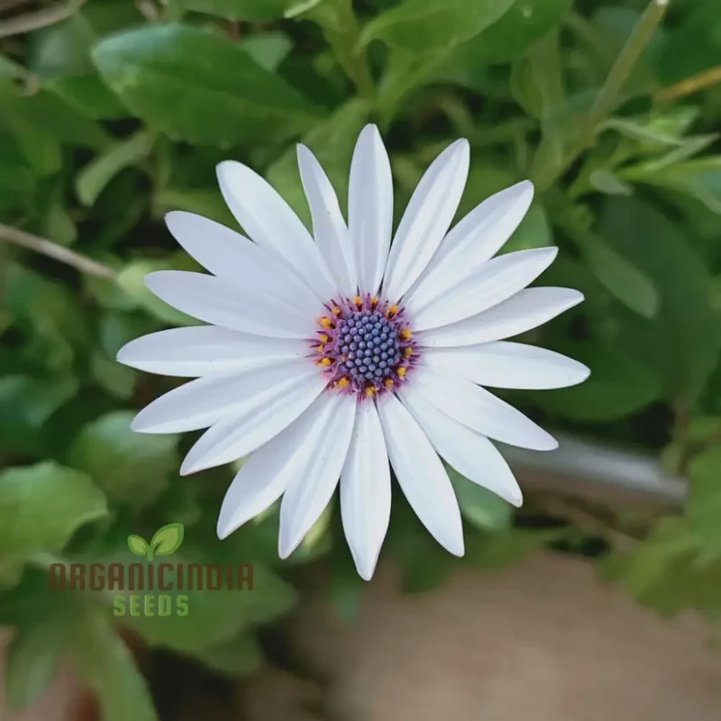 Dimorphotheca White Flower Seeds - Pure and Elegant Blooms for Serene Garden Settings