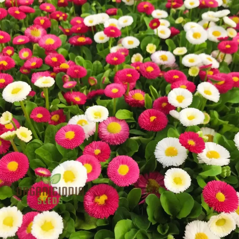 Daisy Double Flowered Mixed Seeds – Premium Colorful Garden Variety