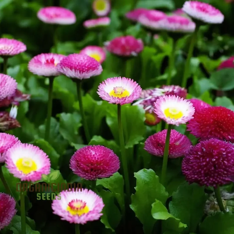 Daisy Double Flowered Mixed Seeds – Premium Colorful Garden Variety