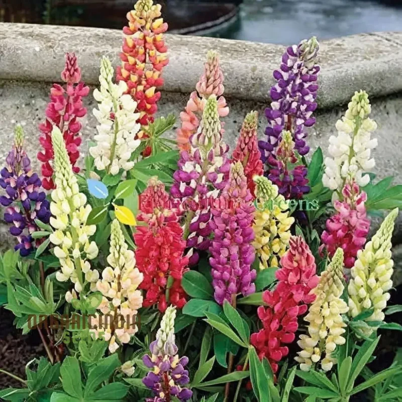 Lupin Flower Seeds for Planting - Ideal for Gardening Enthusiasts - Long-Lasting Blooms for Your Garden