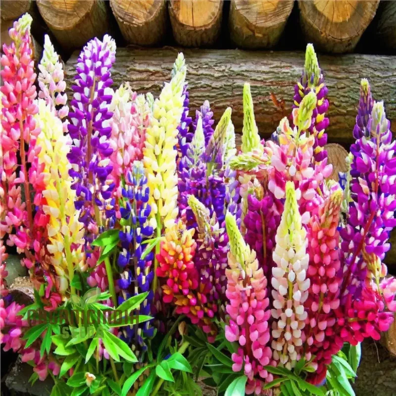 Lupin Flower Seeds for Planting - Ideal for Gardening Enthusiasts - Long-Lasting Blooms for Your Garden