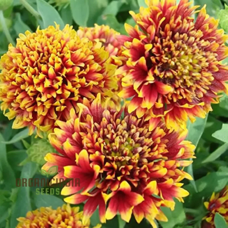 Gaillardia Double Mixed Seeds – Hardy, Vibrant Blooming Variety