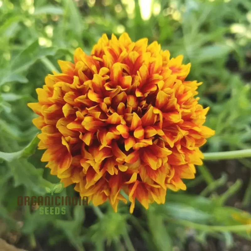 Gaillardia Double Mixed Seeds – Hardy, Vibrant Blooming Variety