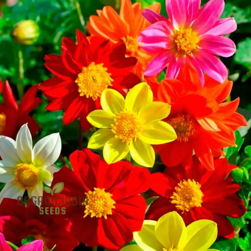 Dahlia Tall Star Mixed Flower Seeds, Extensive Guide to Planting, Gardening, and Nurturing Stunning Tall Dahlias in Your Garden