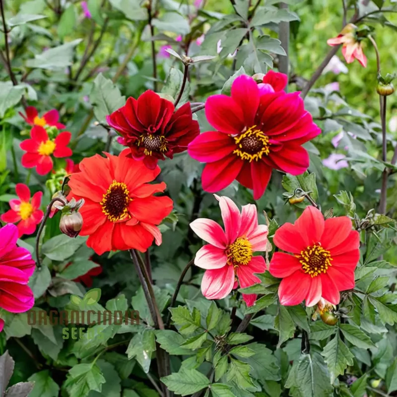Dahlia Tall Star Mixed Flower Seeds, Extensive Guide to Planting, Gardening, and Nurturing Stunning Tall Dahlias in Your Garden