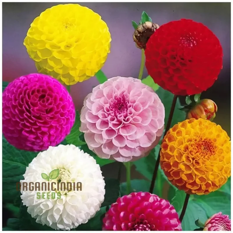 Dahlia Double Mixed Flower Seeds for Planting – Large Multi Color Double Blooms for Garden Beds