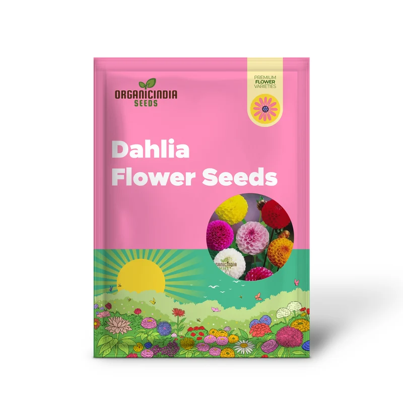Dahlia Double Mixed Flower Seeds for Planting – Large Multi Color Double Blooms for Garden Beds