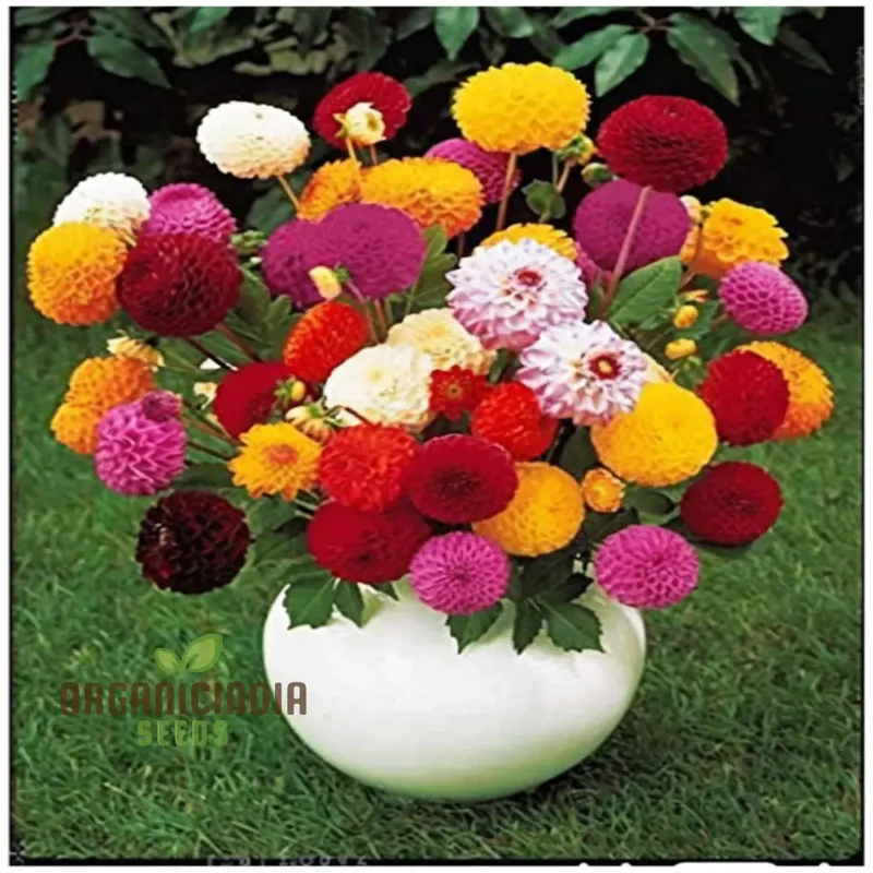 Dahlia Double Mixed Flower Seeds for Planting – Large Multi Color Double Blooms for Garden Beds