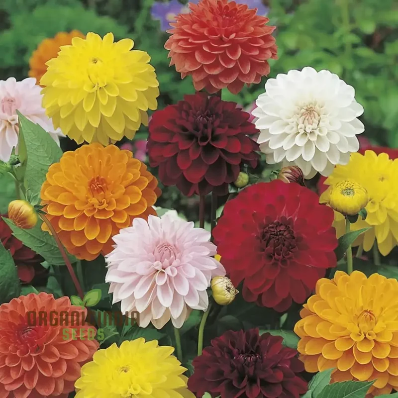 Dahlia Double Mixed Flower Seeds for Planting – Large Multi Color Double Blooms for Garden Beds