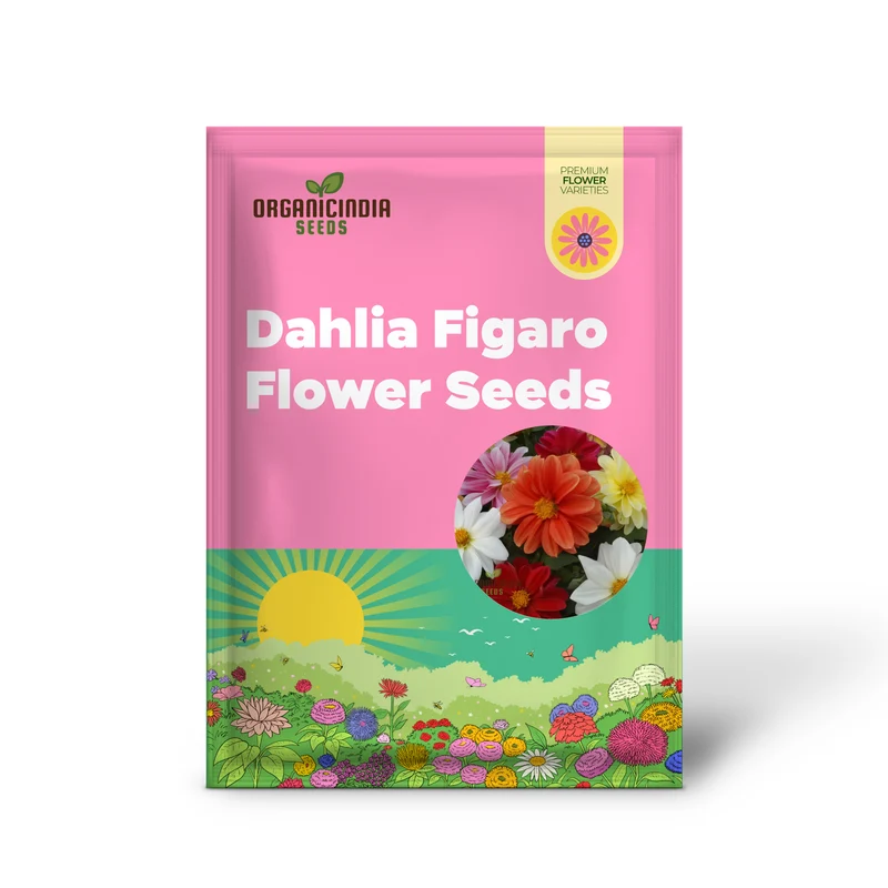 Dahlia Seeds (Dahlia Figaro Mixed Seeds) - Vibrant Blooms for Colorful Gardens