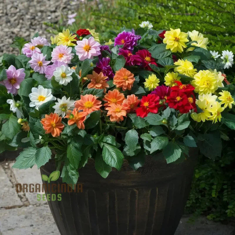 Dahlia Seeds (Dahlia Figaro Mixed Seeds) - Vibrant Blooms for Colorful Gardens