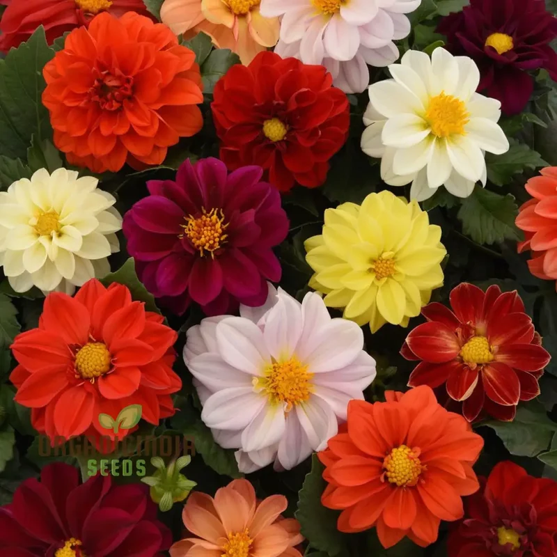 Dahlia Seeds (Dahlia Figaro Mixed Seeds) - Vibrant Blooms for Colorful Gardens