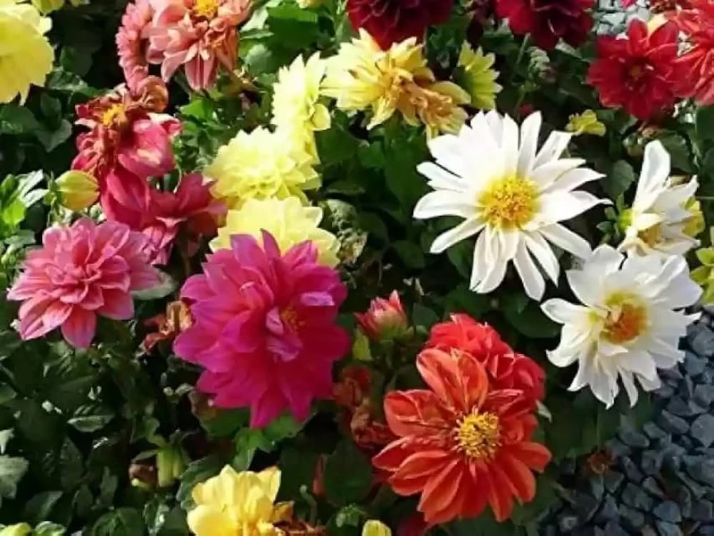Dahlia Seeds (Dahlia Figaro Mixed Seeds) - Vibrant Blooms for Colorful Gardens