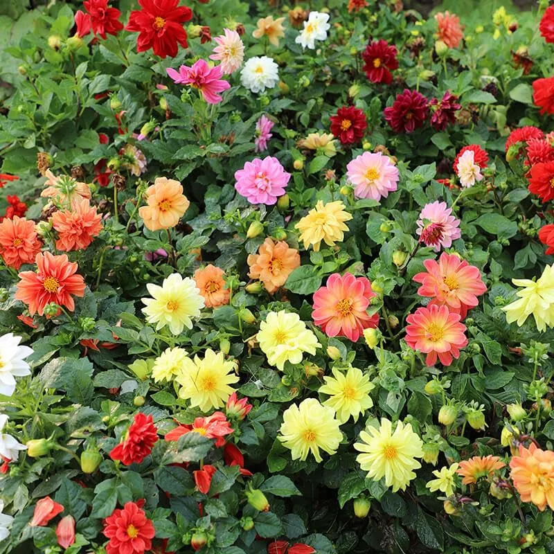 Dahlia Seeds (Dahlia Figaro Mixed Seeds) - Vibrant Blooms for Colorful Gardens