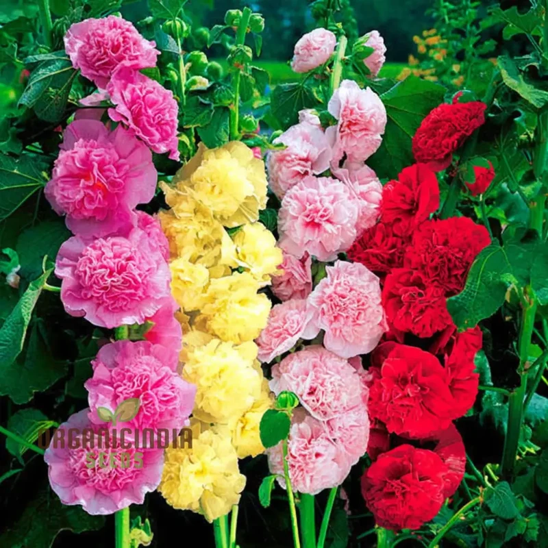 Hollyhock Dwarf Flower Seeds for Planting - Perfect for Gardening Enthusiasts Seeking Vibrant Blooms and Easy-to-Grow Seeds