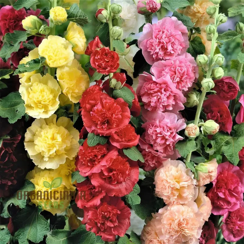 Hollyhock Dwarf Flower Seeds for Planting - Perfect for Gardening Enthusiasts Seeking Vibrant Blooms and Easy-to-Grow Seeds