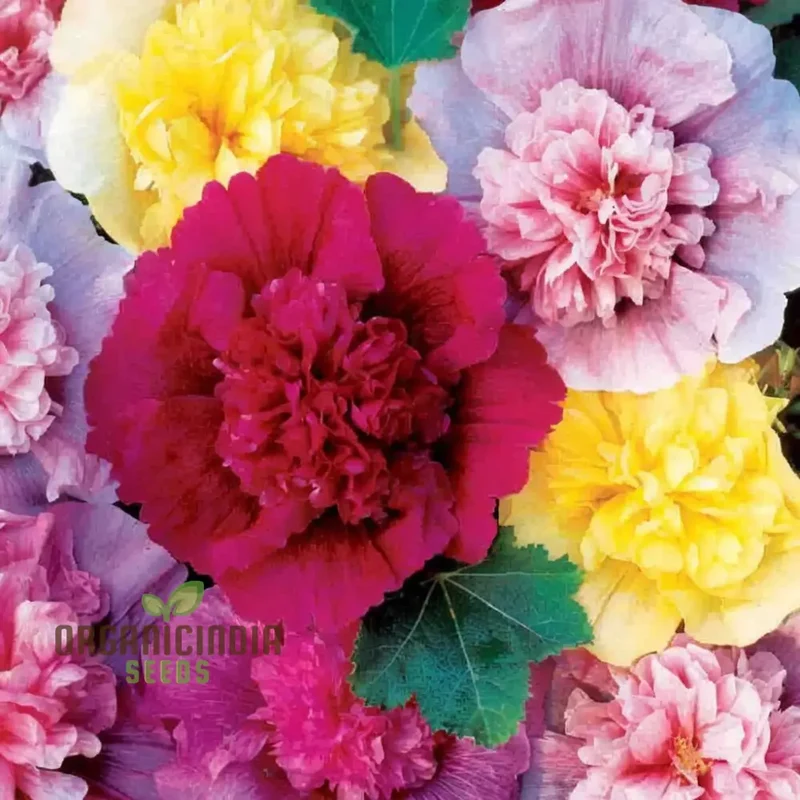 Hollyhock Dwarf Flower Seeds for Planting - Perfect for Gardening Enthusiasts Seeking Vibrant Blooms and Easy-to-Grow Seeds