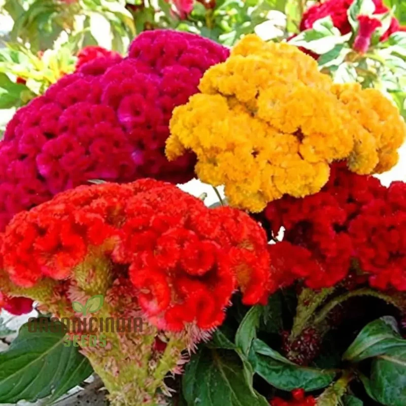 Celosia Cristata Mixed Flower Seeds, Vibrant Colors, Easy to Grow, Perfect for Home Gardens