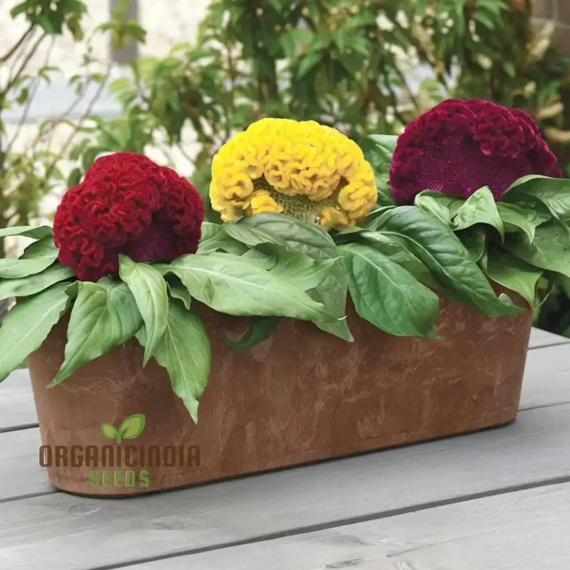 Celosia Cristata Mixed Flower Seeds, Vibrant Colors, Easy to Grow, Perfect for Home Gardens