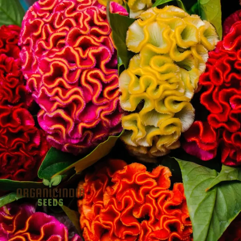 Celosia Cristata Mixed Flower Seeds, Vibrant Colors, Easy to Grow, Perfect for Home Gardens