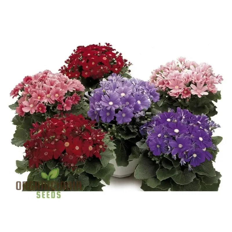 Cineraria Mixed Hybrid Seeds – Vibrant Multi-Color Garden Blooms for Ornamental Planting