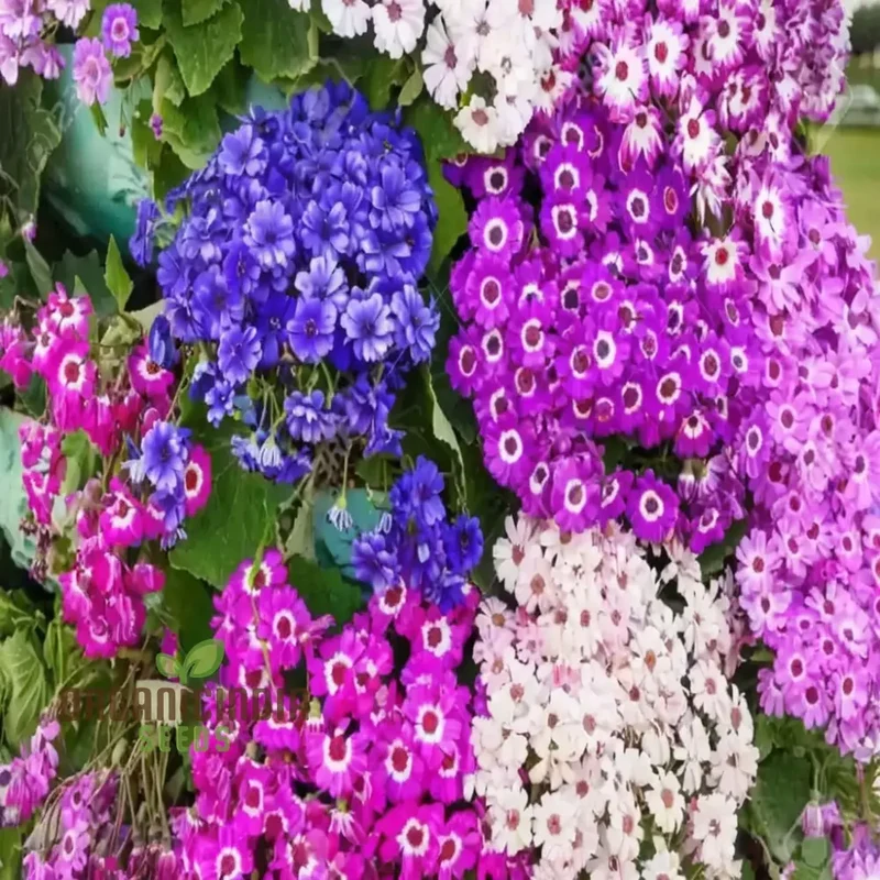 Cineraria Mixed Hybrid Seeds – Vibrant Multi-Color Garden Blooms for Ornamental Planting