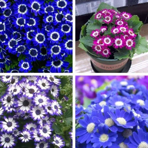 Cineraria Mixed Hybrid Seeds – Vibrant Multi-Color Garden Blooms for Ornamental Planting