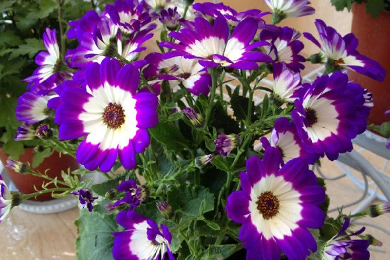 Cineraria Mixed Hybrid Seeds – Vibrant Multi-Color Garden Blooms for Ornamental Planting