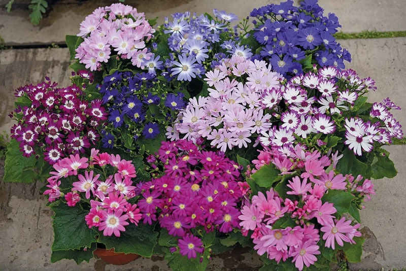 Cineraria Mixed Hybrid Seeds – Vibrant Multi-Color Garden Blooms for Ornamental Planting